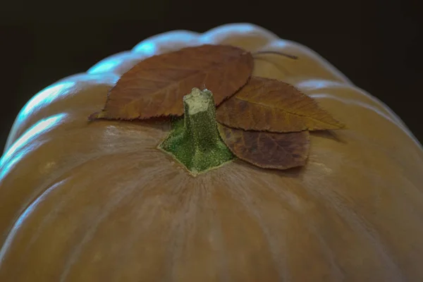 Ripe pumpkin on a dark background, a holiday of Halloween