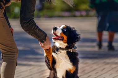 Şirin köpek yavrusu pençe verir.