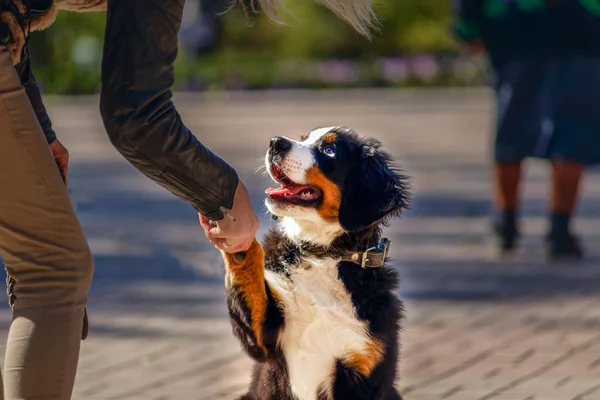 Şirin köpek yavrusu pençe verir.