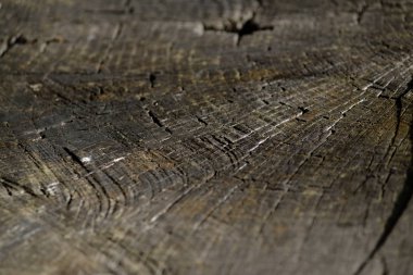 Arka plan eski ağaç gördüm