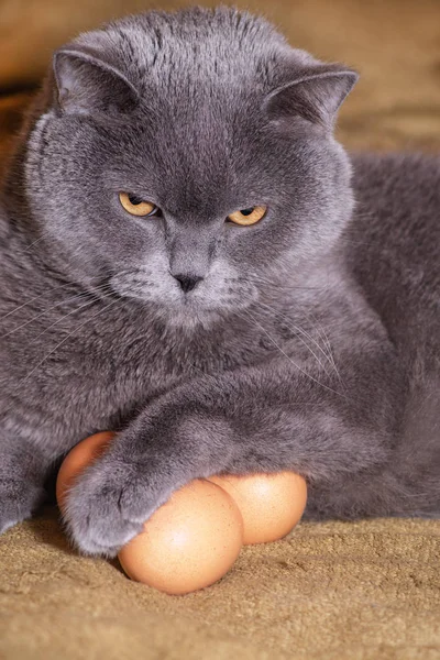 chicken egg and cat