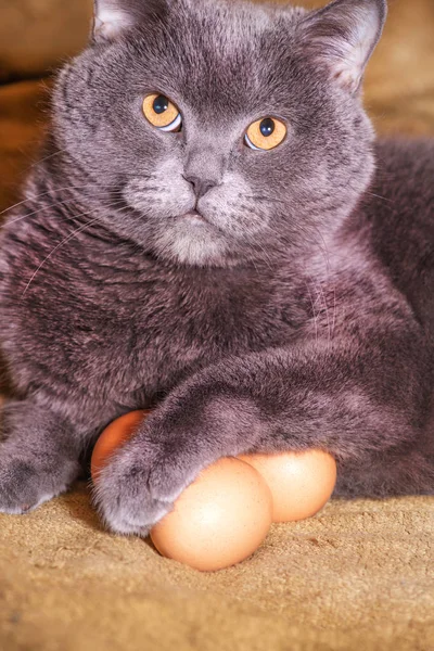 chicken egg and cat