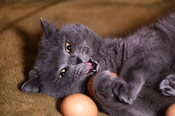 Hühnerei Und Katze Stockfoto