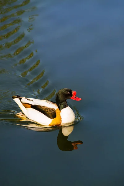 Pato no lago nada — Fotografia de Stock