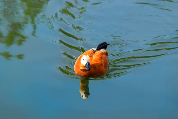 Kachna na jezeře plave — Stock fotografie