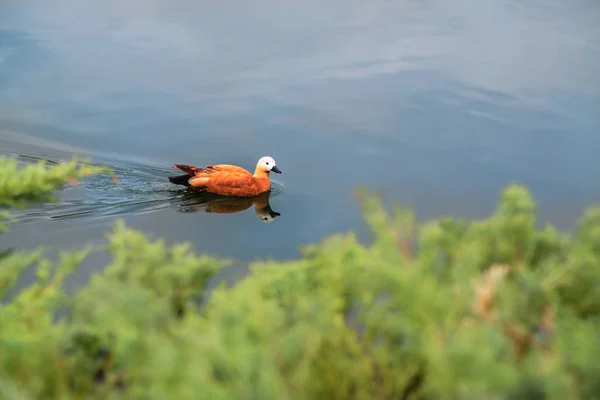Kachna na jezeře plave — Stock fotografie