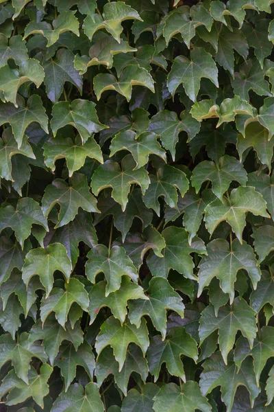 Ivy es enérgica, crece rápidamente y trenza las paredes. Lo harás. —  Fotos de Stock