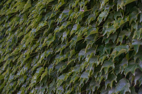 Ivy is energetic, it grows quickly and braids the walls. You wil