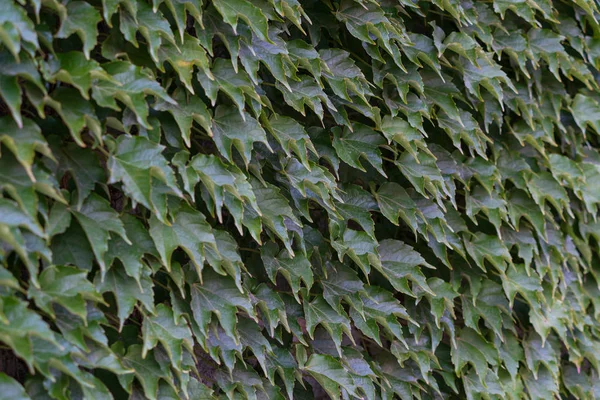 Ivy is energetic, it grows quickly and braids the walls. You wil