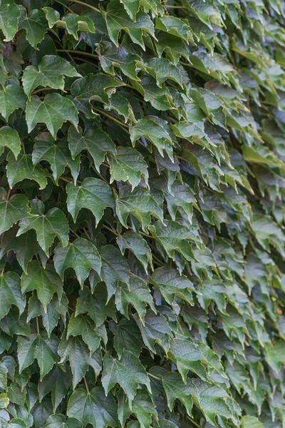 Ivy is energetic, it grows quickly and braids the walls. You wil