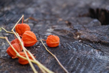 Sonbahar çiçekleri eski bir kütüğün üzerinde