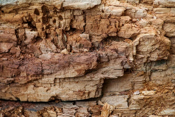 Old wood background, wood texture — Stock Photo, Image