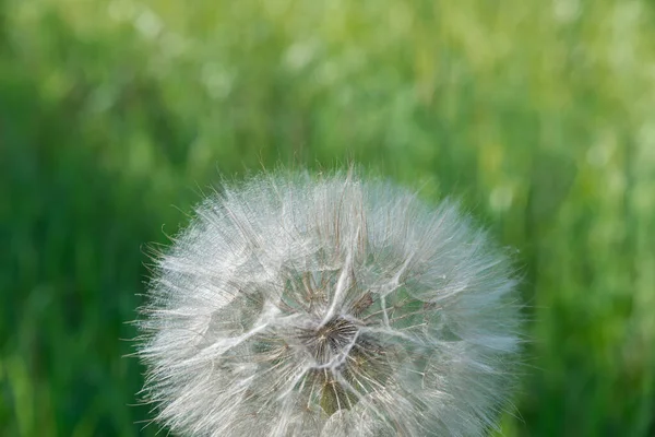 Paardebloem Zaad Pod Een Prachtige Achtergrond — Stockfoto