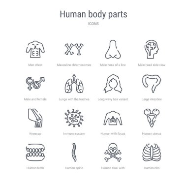 hum gibi 16 insan vücut parçaları kavram vektör hattı simgeleri kümesi