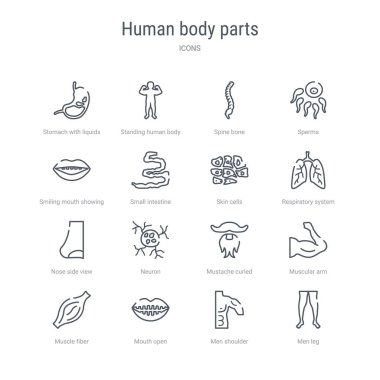 erkekler gibi 16 insan vücudu parçaları kavram vektör çizgi simgeleri kümesi