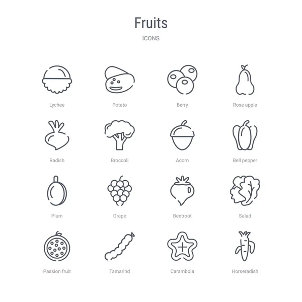 Ensemble de 16 icônes vectorielles de ligne de concept de fruits telles que le raifort , — Image vectorielle
