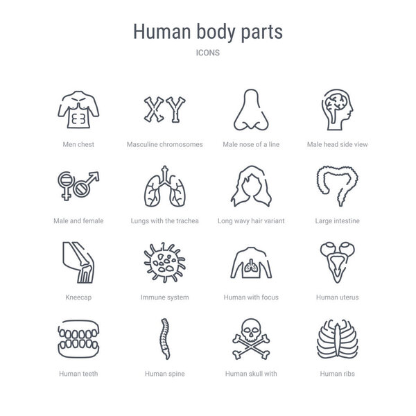 набор из 16 частей человеческого тела понятие векторные линии значки, такие как гул
