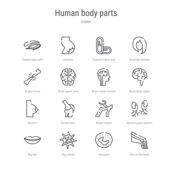 Set of 16 human body parts concept vector line icons such as bal Vector Graphics