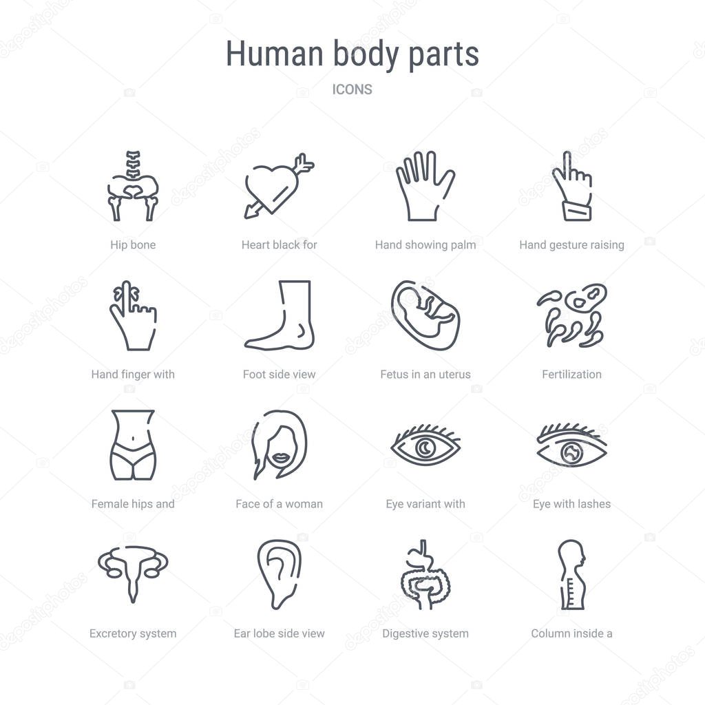 set of 16 human body parts concept vector line icons such as col