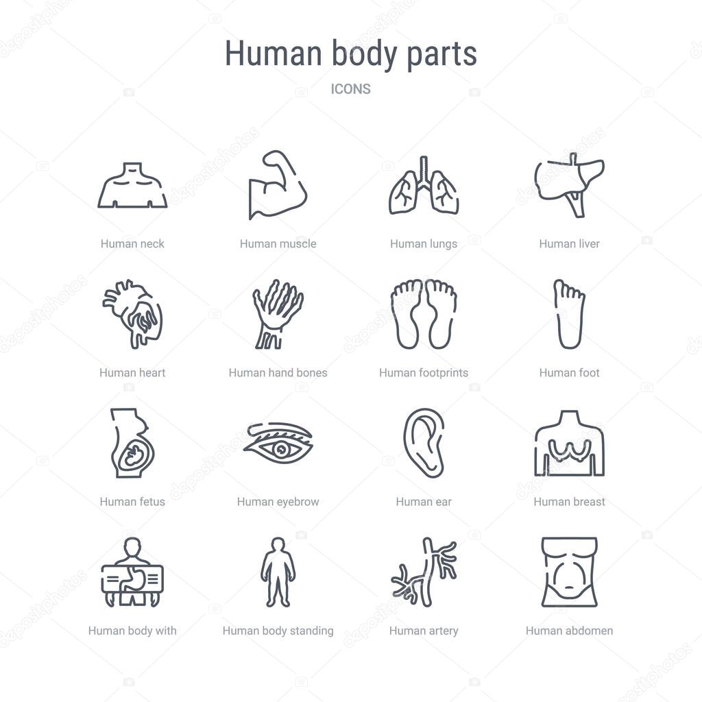 set of 16 human body parts concept vector line icons such as hum