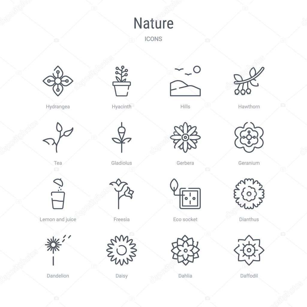 Set of 16 nature concept vector line icons such as daffodil, dahlia, daisy, dandelion, dianthus, eco socket, freesia, lemon and juice drop out. 64x64 thin stroke icons