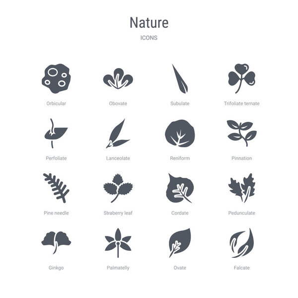 набор из 16 векторных значков, таких как фальката, овата, пальматели, гинкг
