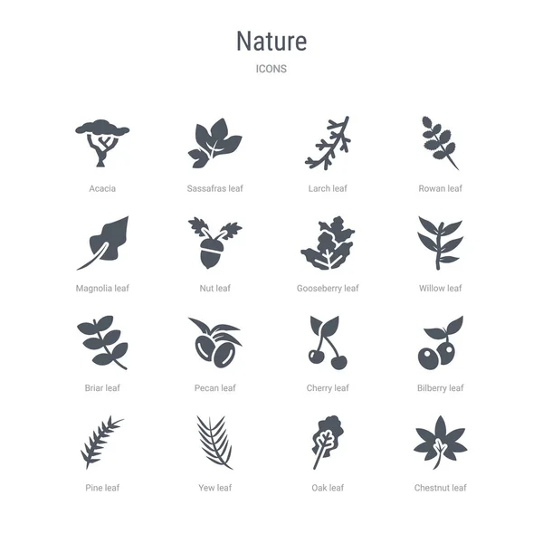 Zestaw 16 ikon wektorowych, takich jak liść kasztanowca, liść dębu, liść Yew — Wektor stockowy