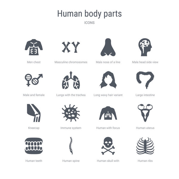 набор из 16 векторных икон, таких как человеческие ребра, человеческий череп с воронами
