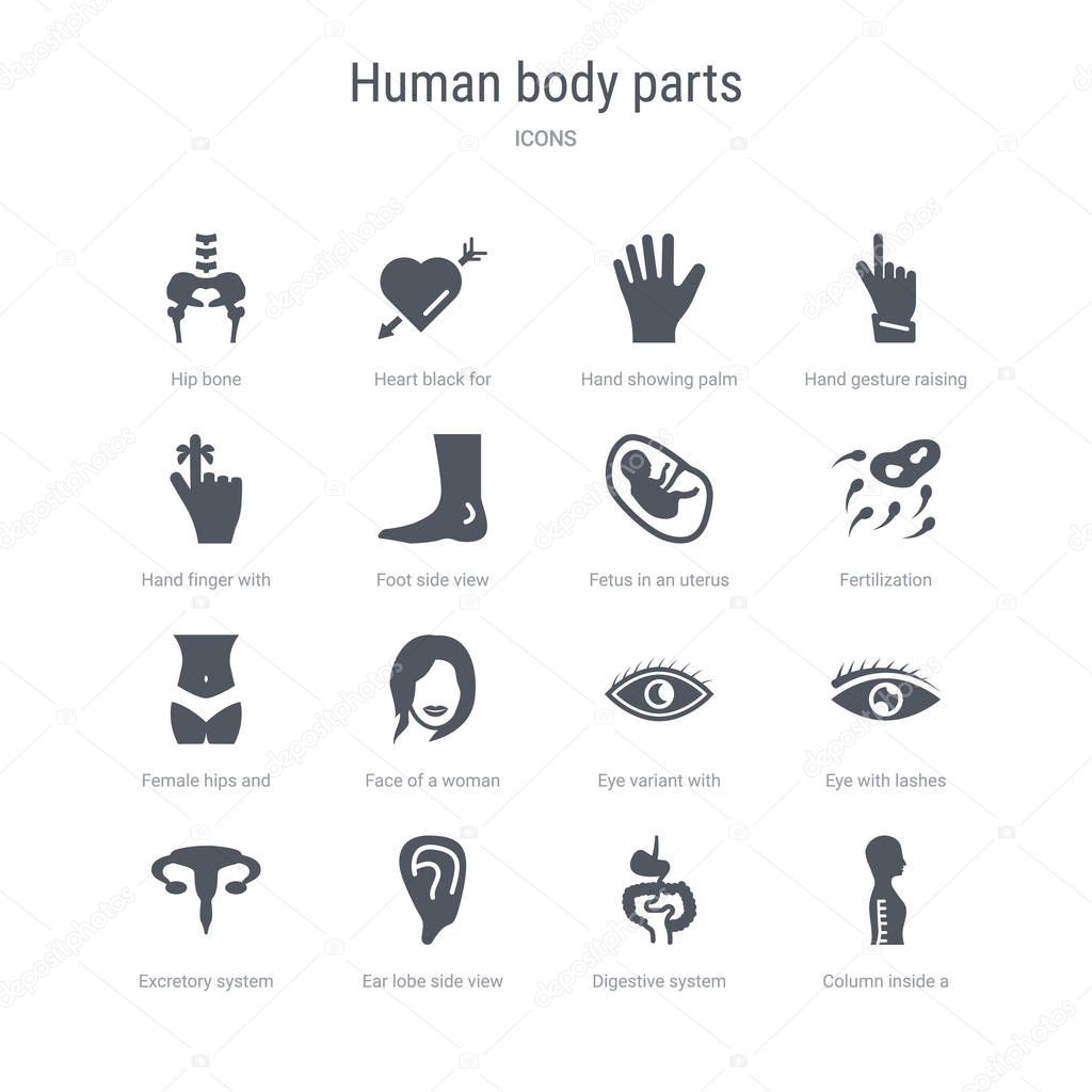 set of 16 vector icons such as column inside a male human body i