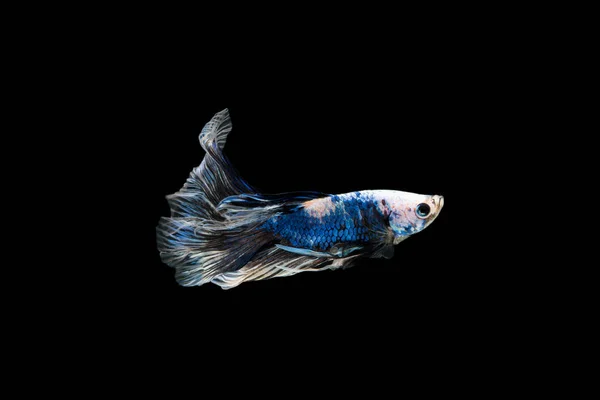 Bettas — Photo