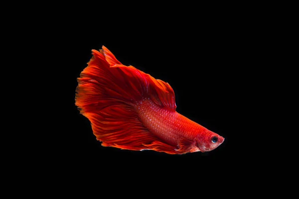 Bettas — Photo