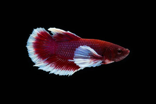 Betta fish — Stock Photo, Image