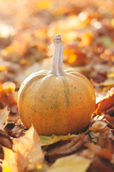 Pequeno Abóbora Crua Sobre Folhas Outono Conceito Halloween — Fotografia de Stock