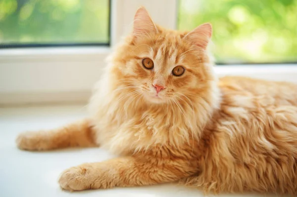 Рыжая Кошка Лежит Окна Смотрит Камеру — стоковое фото