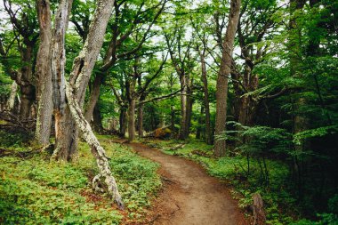 Magical Hiking Trail Patagonia, ormandaki