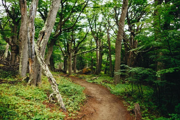 Trilha Mágica Para Caminhadas Floresta Patagônia — Fotografia de Stock