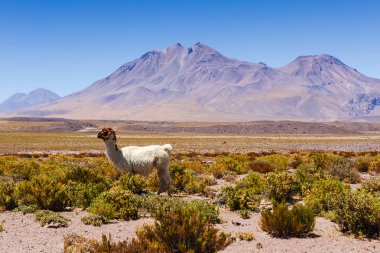 Atacama Çölü, kuzey Şili, Güney Amerika'da güzel senaryo