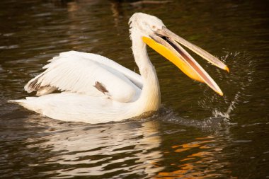 Büyük beyaz pelikan veya Doğu beyaz pelikan, pembe Pelikan, Pelecanus onocrotalus, gölde bir balık yakalamak.