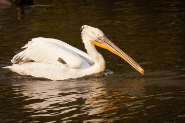 Büyük beyaz pelikan veya Doğu beyaz pelikan, pembe Pelikan, Pelecanus onocrotalus, gölde bir balık yakalamak.