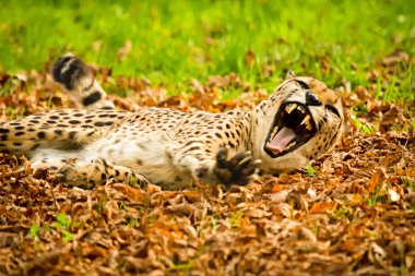 Çarpıcı bir erkek leopar, Panthera pardus, güneşin altın ışık döşeme yatay, renkli fotoğrafı