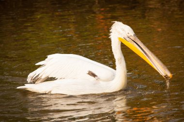 Büyük beyaz pelikan veya Doğu beyaz pelikan, pembe Pelikan, Pelecanus onocrotalus, gölde bir balık yakalamak.