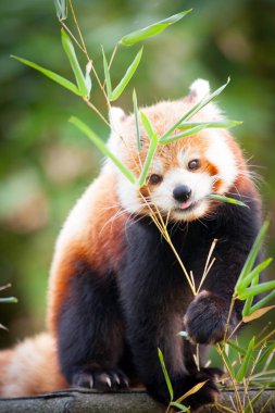 Beautiful Red panda or lesser panda, sitting between the trees, feeding from the green bamboo leaves. Red panda bear, Ailurus fulgens, in his natural habitat. clipart