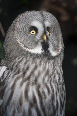The Great Grey Owl or Lapland Owl, Strix nebulosa, on a natural forest background
