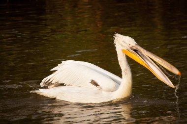 Büyük beyaz pelikan veya Doğu beyaz pelikan, pembe Pelikan, Pelecanus onocrotalus, gölde bir balık yakalamak.
