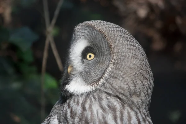 Grande Gufo Grigio Gufo Della Lapponia Strix Nebulosa Uno Sfondo — Foto Stock