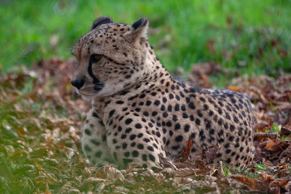 Una Fotografía Horizontal Color Impresionante Leopardo Macho Panthera Pardus Poniéndose —  Fotos de Stock