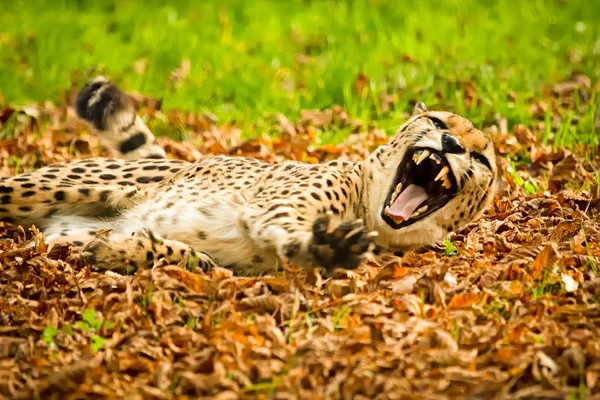 Horizontal Colour Photograph Stunning Male Leopard Panthera Pardus Laying Sun — Stock Photo, Image