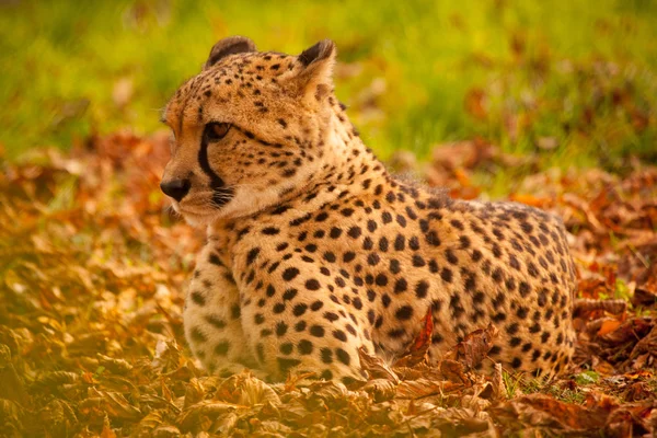 Poziome Kolorowe Zdjęcie Oszałamiające Lampart Panthera Pardus Układanie Słońce Złote — Zdjęcie stockowe