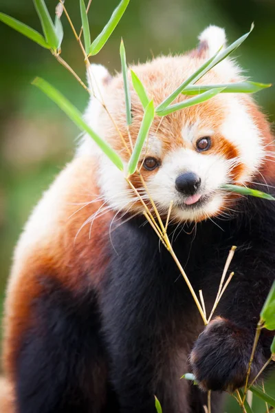 Beautiful Red Panda Lesser Panda Sitting Trees Feeding Green Bamboo — Stock Photo, Image