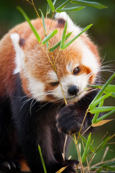 Güzel kırmızı panda veya küçük panda, oturma Yeşil Bambu besleyen ağaçlar arasında bırakır. Red panda ayısı, onun doğal ortamlarında Ailurus fulgens.